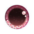 Blooming Gaze Eye Collection